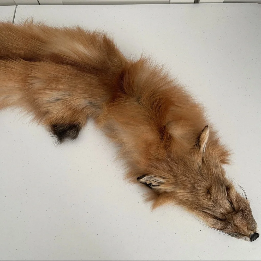 Real Red Fox Fur Pelt Hide Stole Scarf Log Cabin Decor Crafts Art Wall Hanging! - Picture 8 of 15